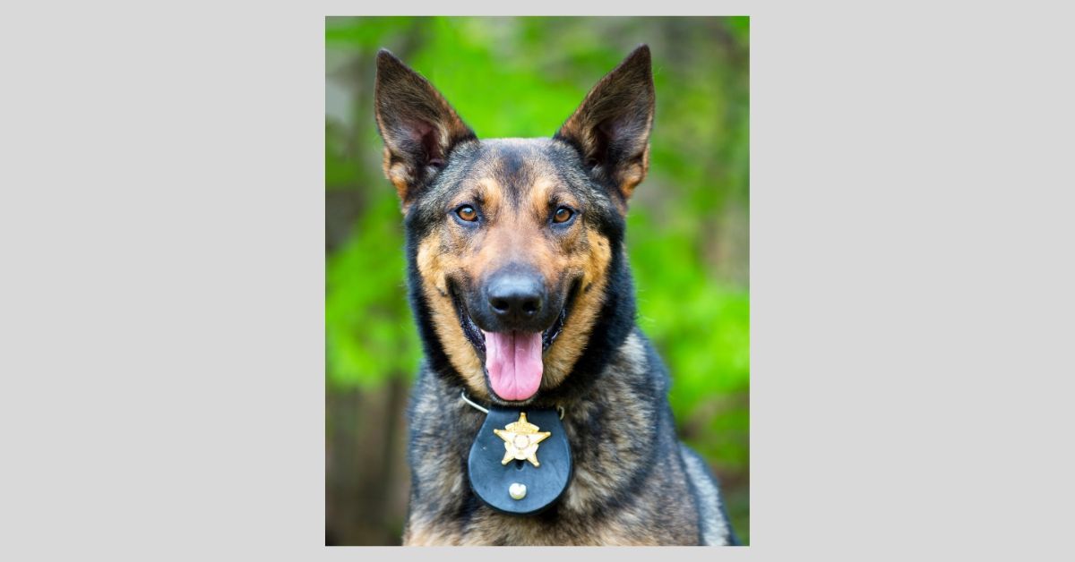 PoliceDog_2019.jpg